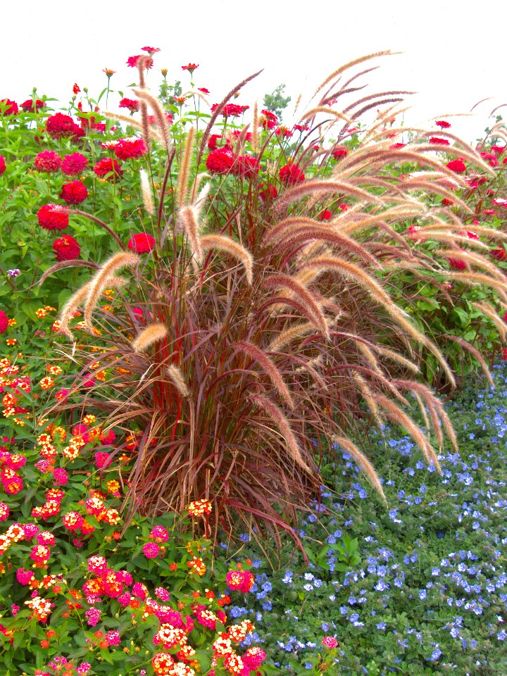 Pennisetum setaceum ‘Fireworks,’, Phipps Conservatory, 2015-10-13, 01
