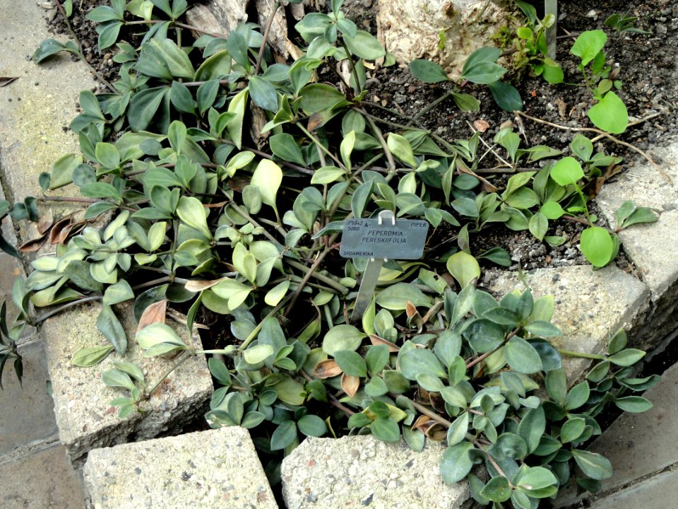 Peperomia pereskiifolia - Copenhagen Botanical Garden - DSC07420