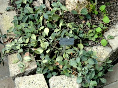 Peperomia pereskiifolia - Copenhagen Botanical Garden - DSC07420 photo