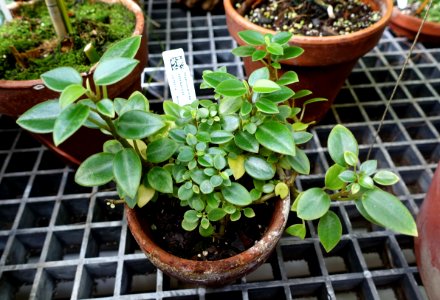 Peperomia orba - Lyman Plant House, Smith College - DSC02010