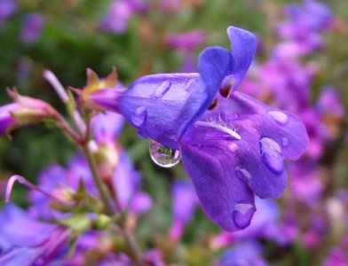 Penstemon heterophyllus blue gem