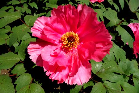 Peony - Ueno Tōshō-gū Peony Garden - DSC01918