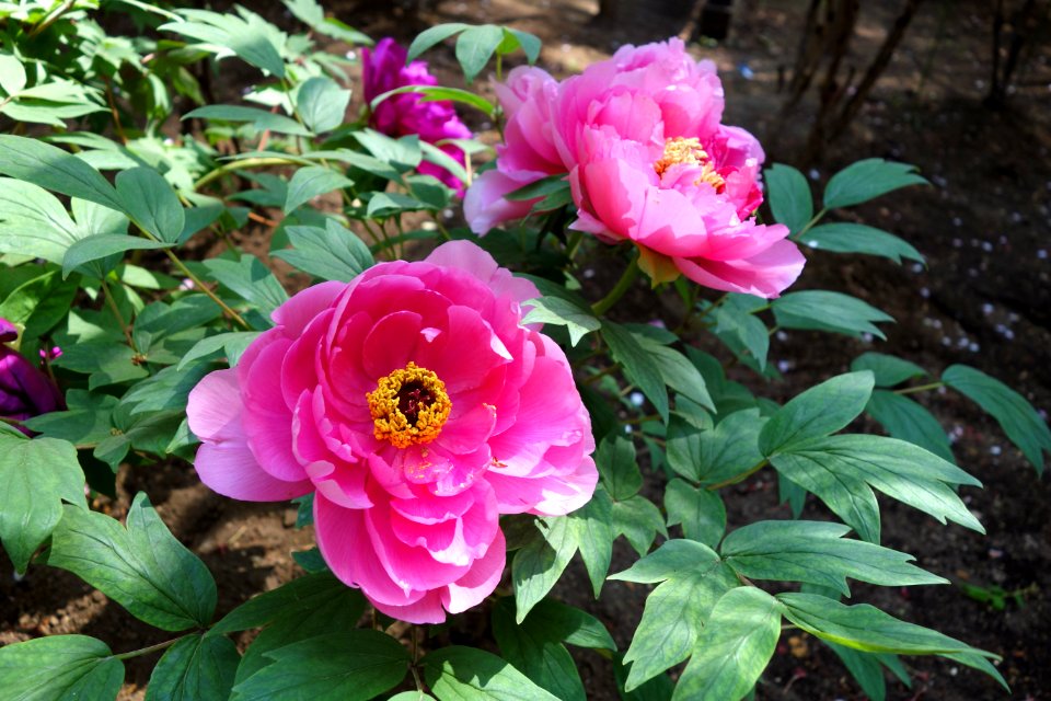 Peonies - Ueno Tōshō-gū Peony Garden - DSC01897
