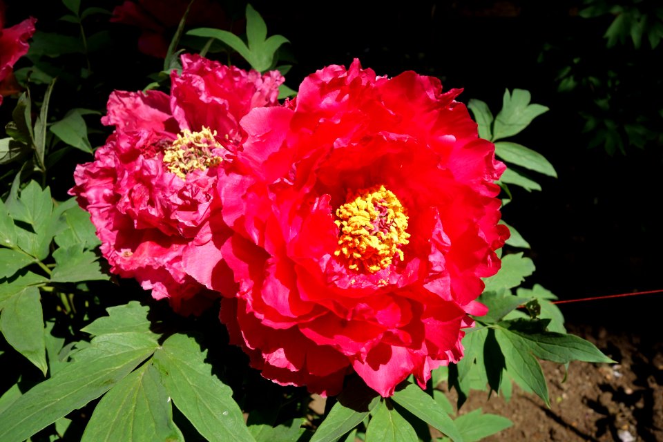 Peonies - Ueno Tōshō-gū Peony Garden - DSC01907