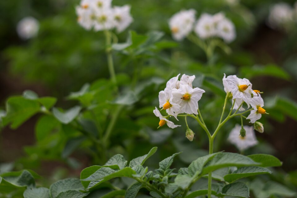 Flowers shoots green