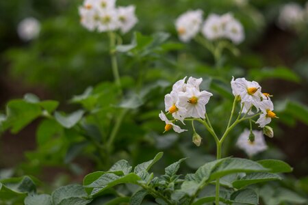 Flowers shoots green