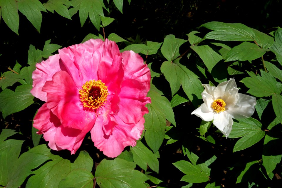 Peonies - Ueno Tōshō-gū Peony Garden - DSC01916