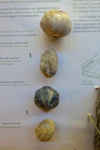 Pentameroides septentrionalis, Ehlersella davidsonii, Pentamerus palaformis, Virgiana barrandei - Redpath Museum - McGill University - Montreal, Canada - DSC07968