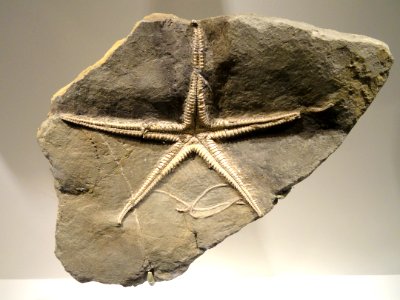 Pentasteria longispina, starfish, Early Late Jurassic, Oxfordian Age, Switzerland - Houston Museum of Natural Science - DSC01811