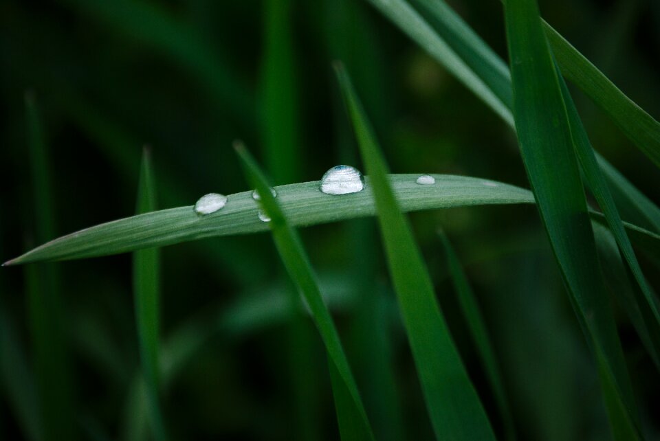 Drip nature meadow