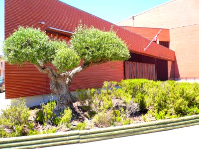 Peralta - Casa de Cultura (Biblioteca y Auditorio) 3