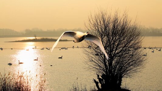 Lake birds swans photo