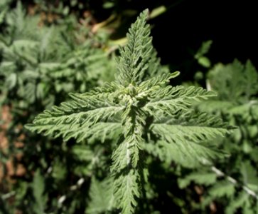 Perovskia atriplicifolia 7