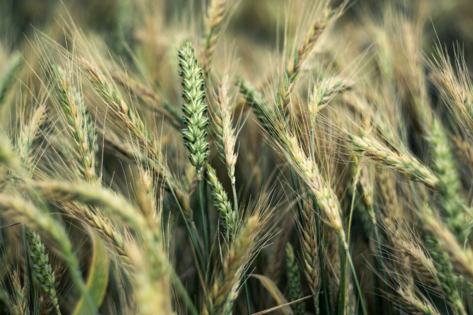 Rye agriculture the cultivation of
