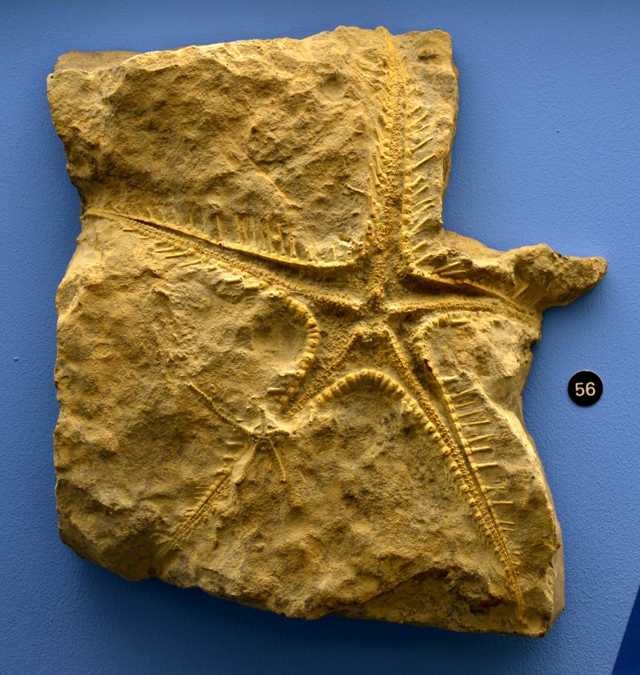 Pentasteria longispina Naturhistorisches Museum Basel 27102013 2