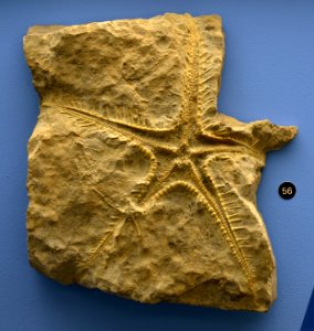 Pentasteria longispina Naturhistorisches Museum Basel 27102013 2