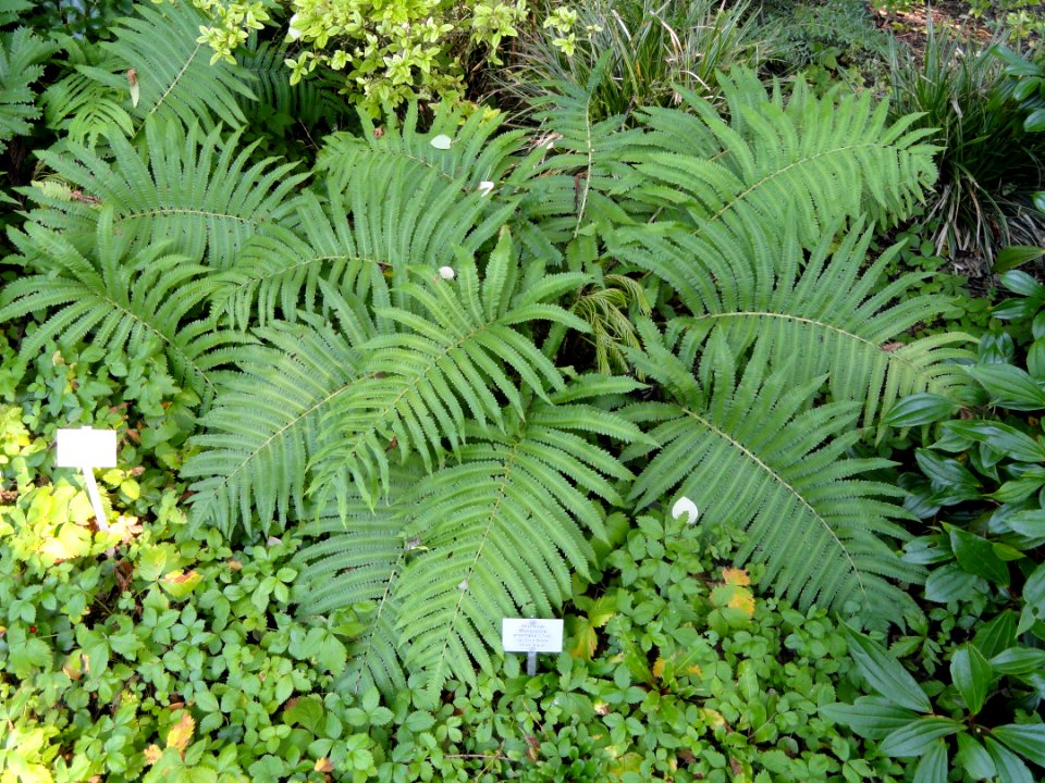 Pentarhizidium orientalis - Botanischer Garten, Frankfurt am Main - DSC03365