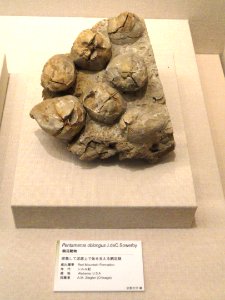 Pentamerus oblongus - Kyoto University Museum - DSC06413