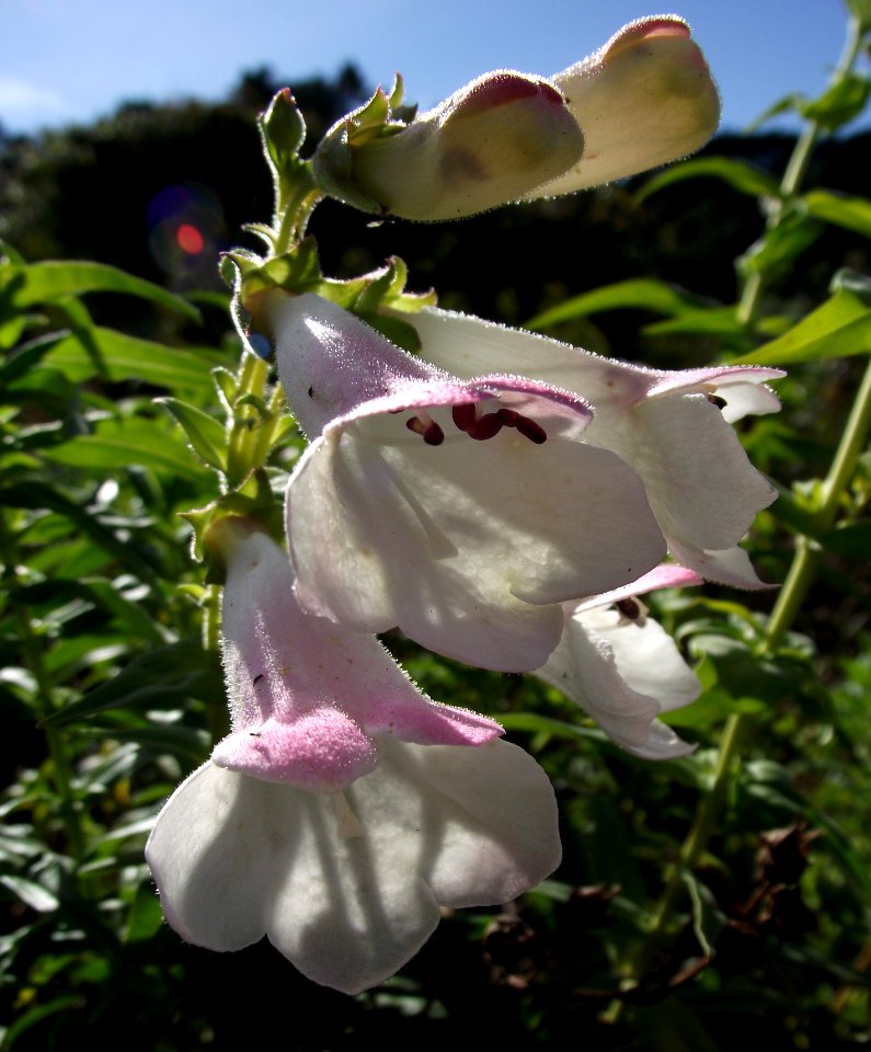 Penstemon gentianoides hollys white