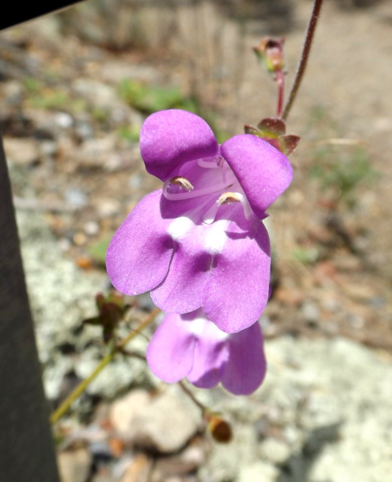 Penstemon laetus 2