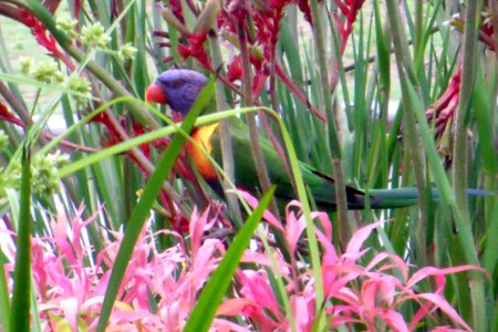 Perroquet dans les fleurs port de Sydney