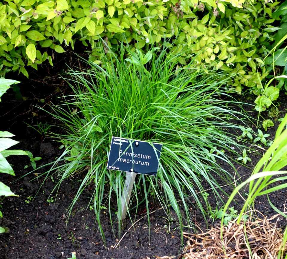 Pennisetum macrourum - RHS Garden Harlow Carr - North Yorkshire, England - DSC01567
