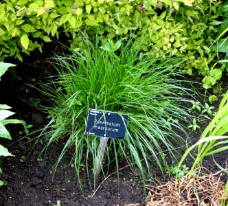 Pennisetum macrourum - RHS Garden Harlow Carr - North Yorkshire, England - DSC01567