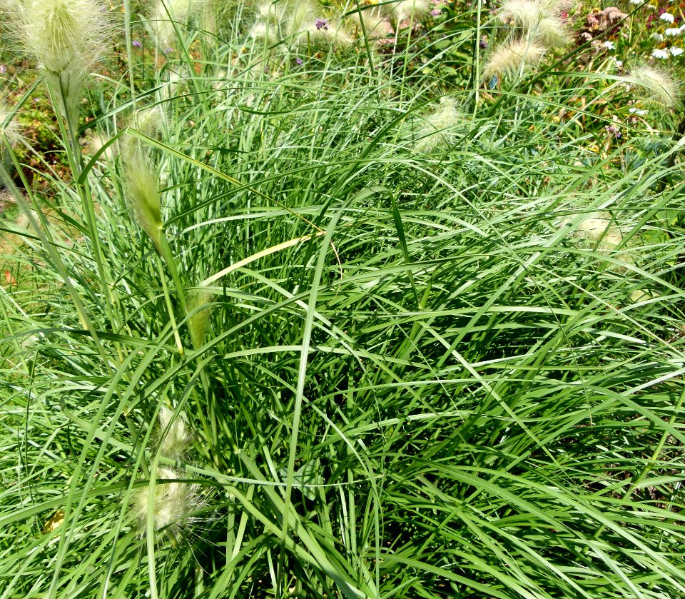 Pennisetum alopecuroides 0