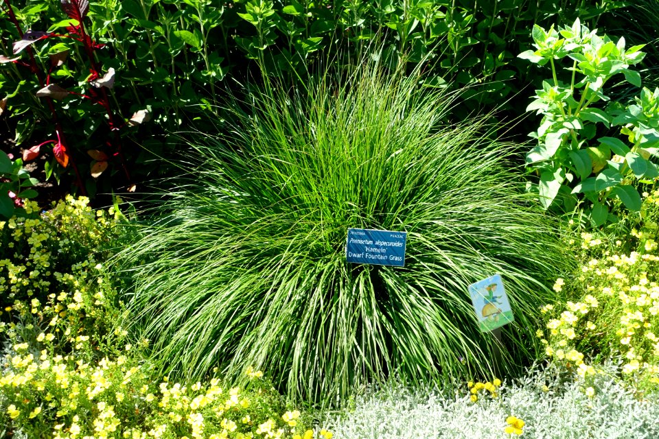 Pennisetum alopecuroides 'Hameln' - Coastal Maine Botanical Gardens - DSC03272