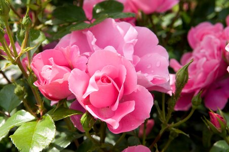 Rose blooms pink garden roses photo