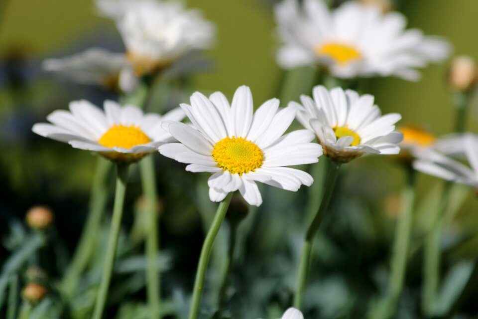 Daisy flower summer