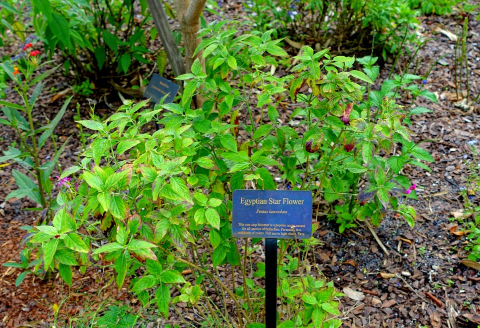 Pentas lanceolata - Mounts Botanical Garden - Palm Beach County, Florida -DSC03759