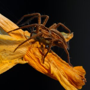 Spin fauna macro