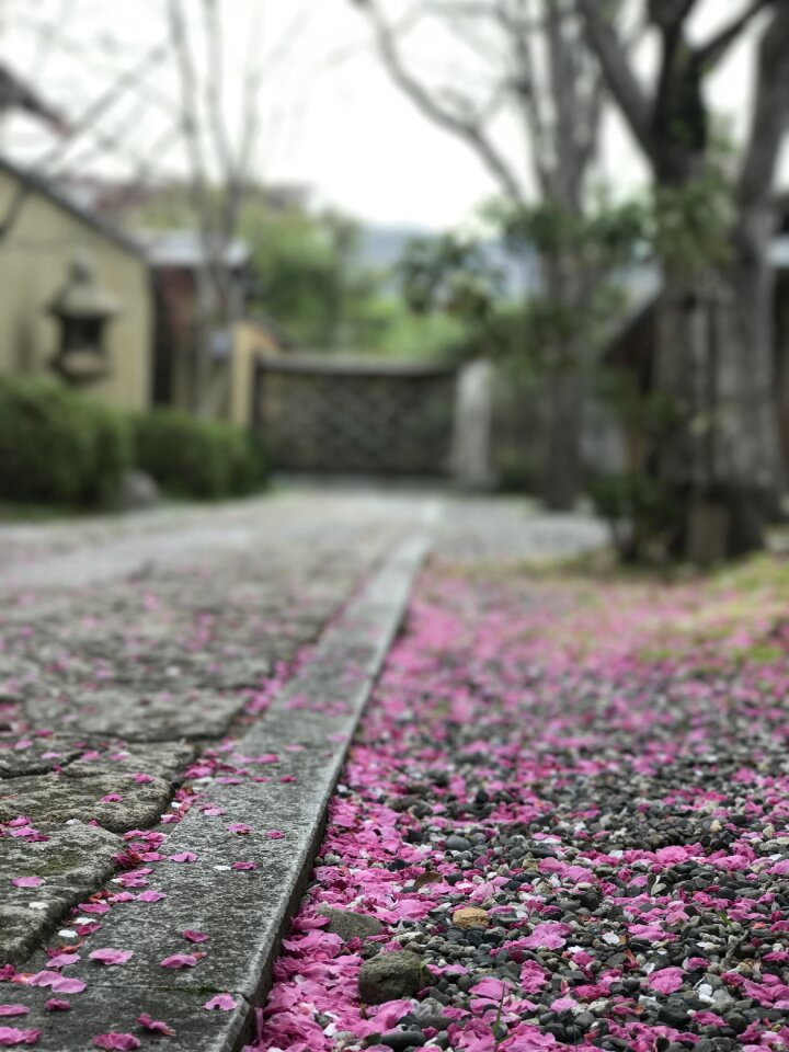 Hsia ying-ying and hall cherry blossoms around when