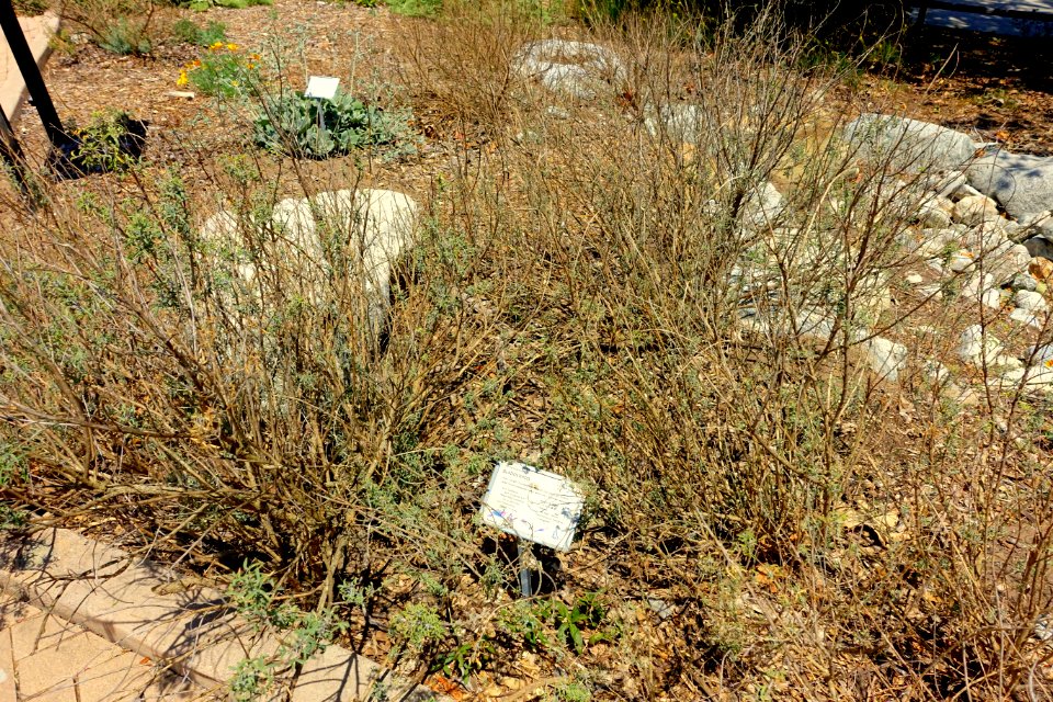 Peritoma arborea (Isomeris arborea) - Manhattan Beach Botanical Garden - Manhattan Beach, CA - DSC01250