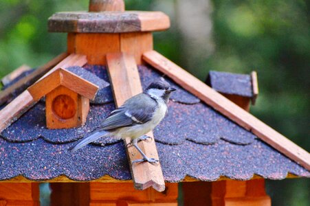 Garden peanuts animal
