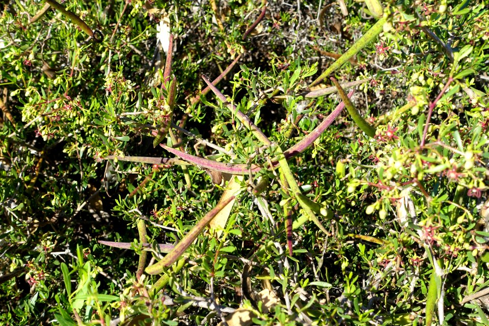 Periploca laevigata subsp. angustifolia (Periploca angustifolia) - Jardín Botánico de Barcelona - Barcelona, Spain - DSC09248