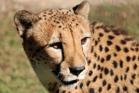 Cheetah zoo adventure world photo