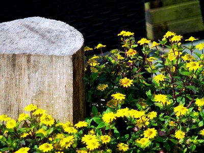 Log wooden block wood