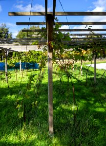Pergola at harvest in Chateaux Luna vineyard 2
