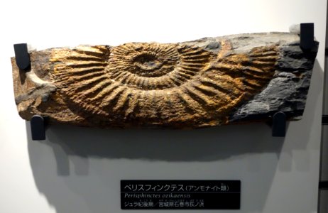 Perisphinctes ozikaensis - National Museum of Nature and Science, Tokyo - DSC07009