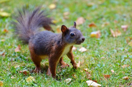 Cute nature cheeky