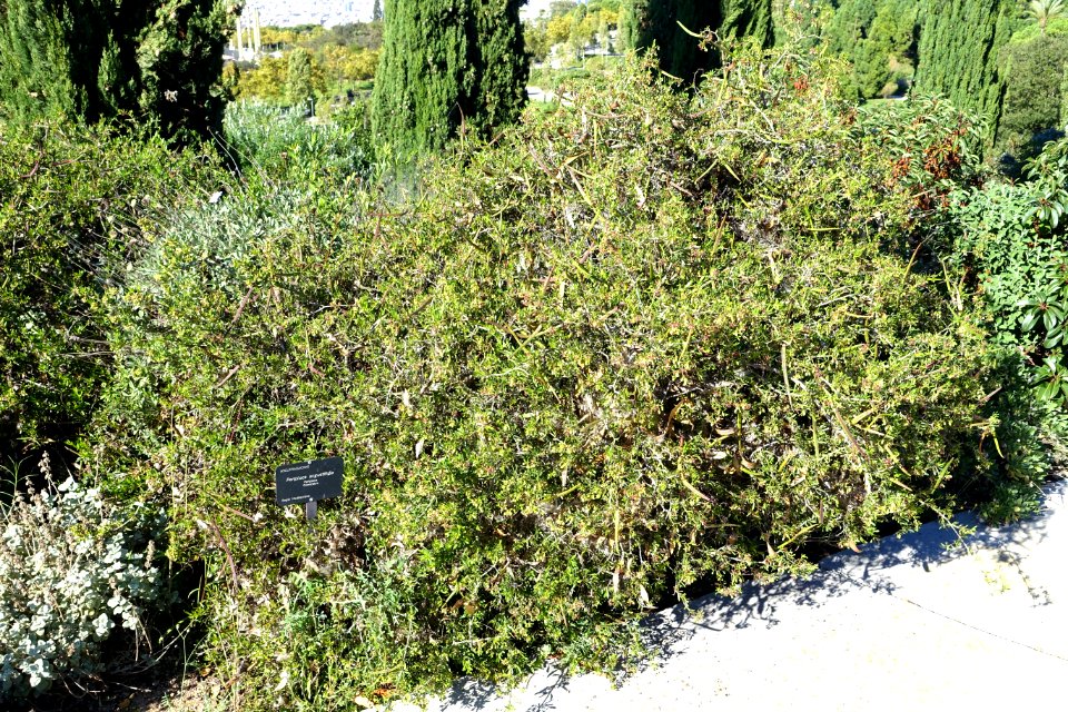 Periploca laevigata subsp. angustifolia (Periploca angustifolia) - Jardín Botánico de Barcelona - Barcelona, Spain - DSC09247
