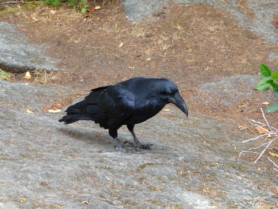 Rock nature black