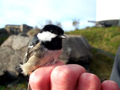 Periparus ater ringed by Landsort Bird Observatory-9