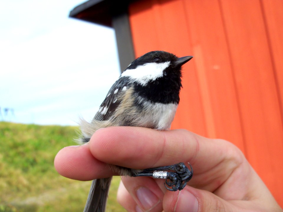 Periparus ater ringed by Landsort Bird Observatory-11