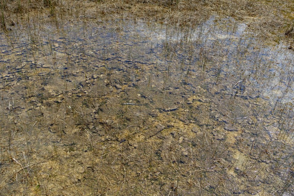 Periphyton - Everglades National Park - DSC09411