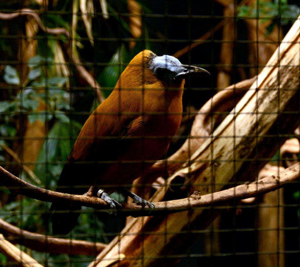 Perissocephalus tricolor Parc des Oiseaux 21 10 2015 1