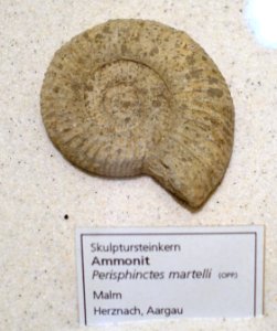 Perisphinctes martelli - Naturhistorisches Museum, Braunschweig, Germany - DSC05256
