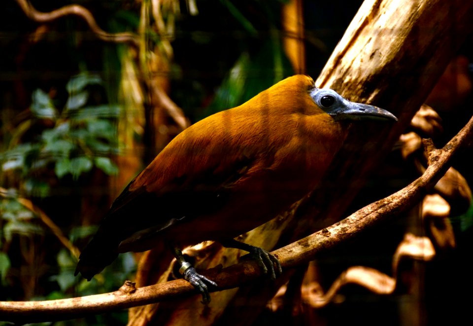 Perissocephalus tricolor Parc des Oiseaux 21 10 2015 2